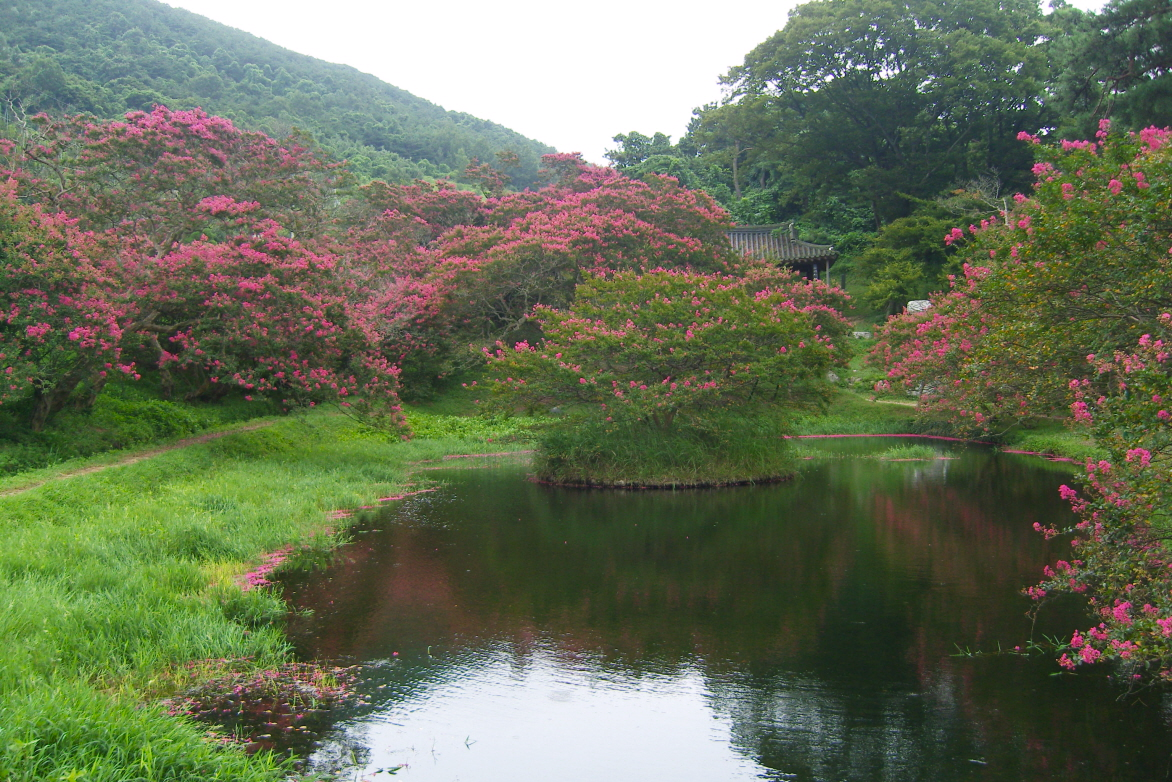 명옥헌 연못 배롱나무 풍경