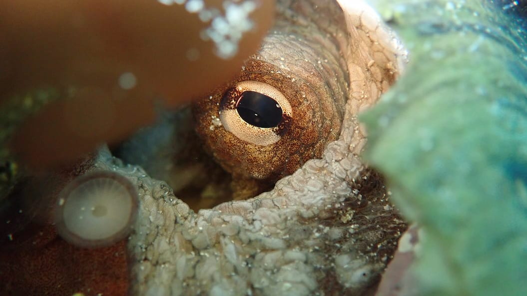 동물과 AI, 새로운 공존을 상상하다